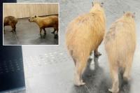 Wandering capybaras keep invading voting sessions in a Brazilian state legislature