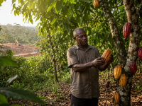 Ghana passes cocoa bill to protect farms