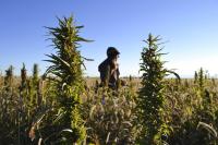 Colorado man at center of push to delay federal hemp ban