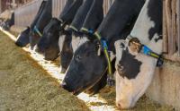 Partner Insight: Preventative health as the foundation of farm resilience