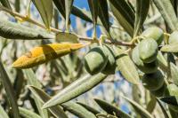 Xylella Research Advances Disease Control