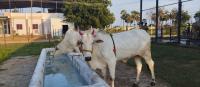 National Kamadhenu Cattle Breeding Centre in Nellore to Get Sustained Water Supply