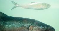 Fall chinook season coming on the Snake River