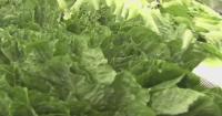 Michigan lifts lettuce, salad greens warning as cyclosporiasis cases decline