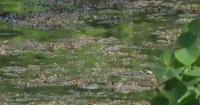 Cedar Lake beaches under blue-green algae warning in Minneapolis