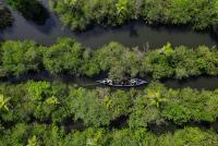 What makes multinational companies conserve mangroves in India?