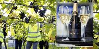 English sparkling wine could snatch fizz crown from France after 'extraordinary' year of hot weather