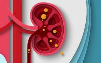 Urinary Citrate Emerges as Key Predictor of Stone Risk in Kidney Disease