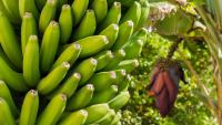 China Customs Updates Phytosanitary Requirements for Myanmar Bananas