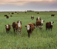 Can Chicory Reduce Methane Emissions in Dairy Cows?