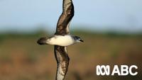 Alarm bells are ringing over the likely impact of bird flu on Australia's wildlife
