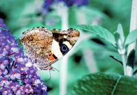 Butterflies take flight in face of climate change and extreme weather