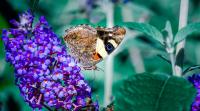 Butterflies On Move Worldwide Due To Climate Change