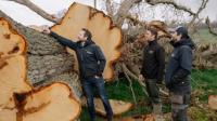 This Irish Whiskey Is Being Aged in Barrels Made From a 1,000-Year-Old Oak Tree