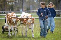Homegrown Teamsters Keep the Steers Happy