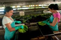 Pesticide Runoff Is Quietly Draining Costa Rica’s Caribbean Tourism Economy