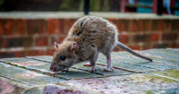 What Damage Can Rats Do to My House and Health?