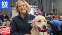 Finnish judge impressed by Australia's best golden retrievers
