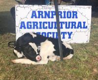 What’s good in the Valley? Valley Agricultural Festival returns with farm fun for all ages