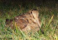 Forest-based wildlife trust wins government funding to help threatened species