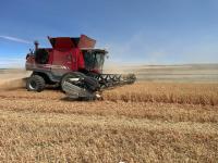 Sask. Crop Report: harvest underway as other crops move closer to maturity