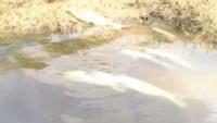 DOE Investigates Fish Kill Amid Unconfirmed Industrial Waste Claims