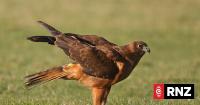 Bird flu preparations ramp up as cases rise in Australia