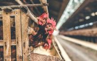 The World Bank Is Pouring Billions of Dollars Into Large-Scale Factory Farms