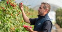 Scottish family firm's strawberries are flying off shelves in Dubai