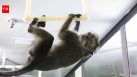 China Monkey Problem