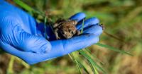 This Israeli frog was considered extinct. Now more than 250 small survivors are returning home