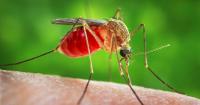 70-year-old Israeli man dies of complications tied to West Nile Fever, health officials say