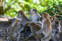 Indonesia traps monkey to end rampage that wounded 18 people