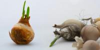 Planting And Caring For Bulbs Program Offered At Warsaw Community Public Library