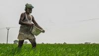 Tamil Nadu Agriculture Budget: Govt. announces price support scheme for tomatoes, onions; thrust on green manure crops