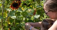 'Magic to be shared': Elderslie Farm's you-pick flower fields invite visitors to be dazzled