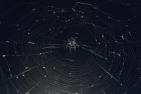 Woman Hospitalized From Spider Bites She Got While Camping