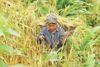 Century-old jhum cultivation in crisis