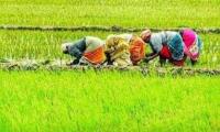 Nilgiris Farmers Welcome Organic Farming, Millet Schemes in TN Agri Budget