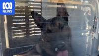 Man killed in suspected dog attack may have been an intruder, police say