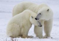 7 Places Around the World to See Polar Bears in the Wild
