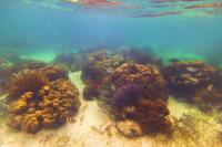 This Caribbean Island Is One of the Best Places to Snorkel in the World—and It’s Home to the Planet’s Second-largest Barrier Reef