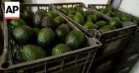 Mexico's avocado producers demand solutions to insecurity amid US export shutdown