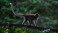 Indonesia captures monkey after rampage wounding 18 people