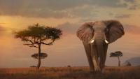 ASX juniors advance African projects