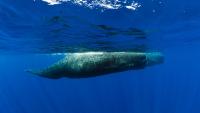 Researchers find sleeping sperm whales blow bubbles to avoid floating to the surface