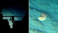 Off Fiji, a rare nautilus swims up to 'say hello' to deep-sea researchers