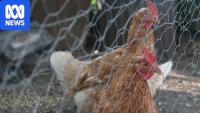 Victoria announces poultry lockdown as bird flu cases spread