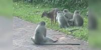 These Animals Have A 'Wonderfully Unexpected' Friendship — So A Researcher Stopped To Film It