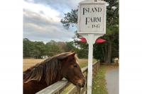 Island Farm to Host “Banker Pony Program” with Corolla Wild Horse Fund on August 14